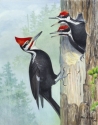 Always Hungry--Pileated Woodpeckers in Shop